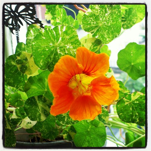 IMG_20130619_185336.jpg image